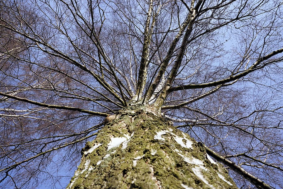 birch, tribe, log, bark, nature, tree, sky, branches, wood HD wallpaper