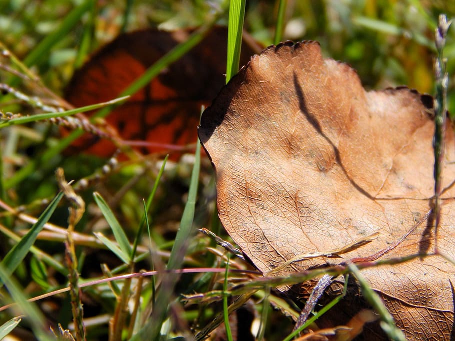 leaf, grass, green, nature, plant, summer, spring, season, environment HD wallpaper