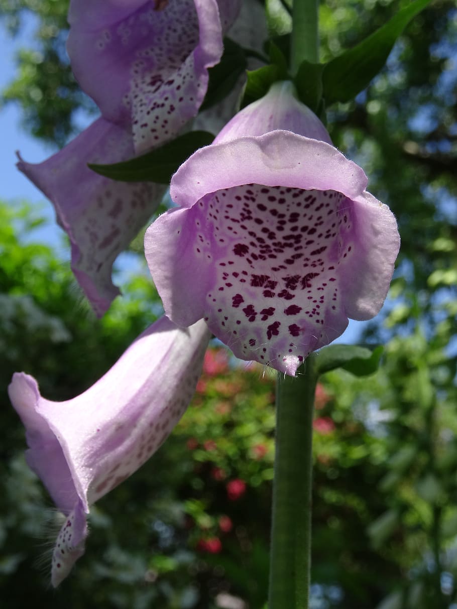 flower, thimble, toxic, bell, plant, growth, flowering plant HD wallpaper