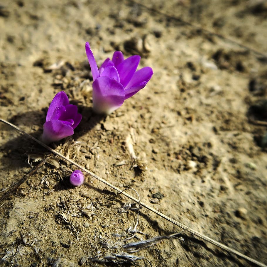 desert, flower, earth, flowering plant, fragility, beauty in nature HD wallpaper