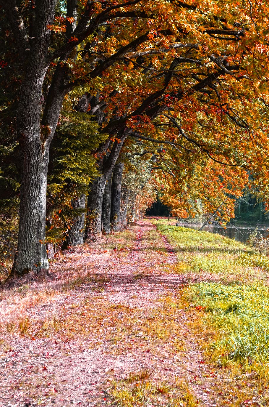 nature, trees, path, autumn, plant, change, beauty in nature HD wallpaper