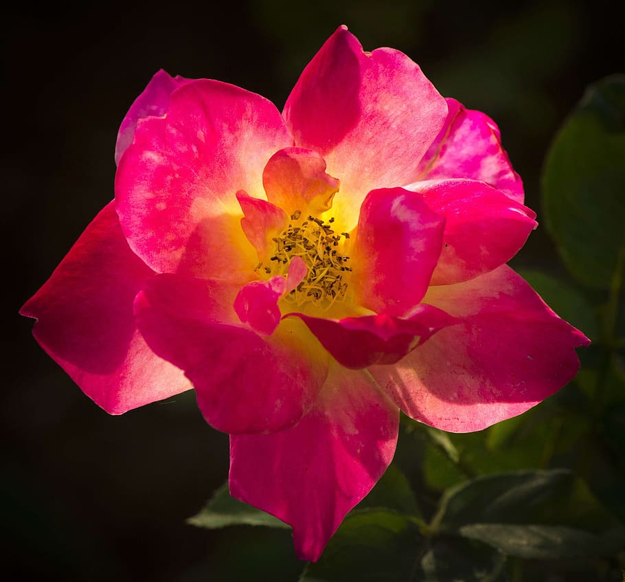 selective focus photography of pink rose flower, backlight HD wallpaper