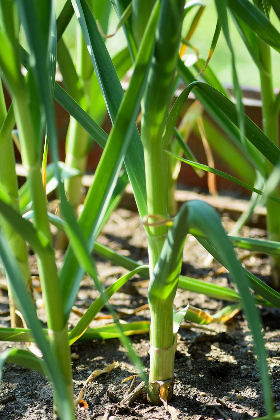 Garlic, Plant, Flower Bed, garlic plant, nature, garden, agriculture, HD wallpaper