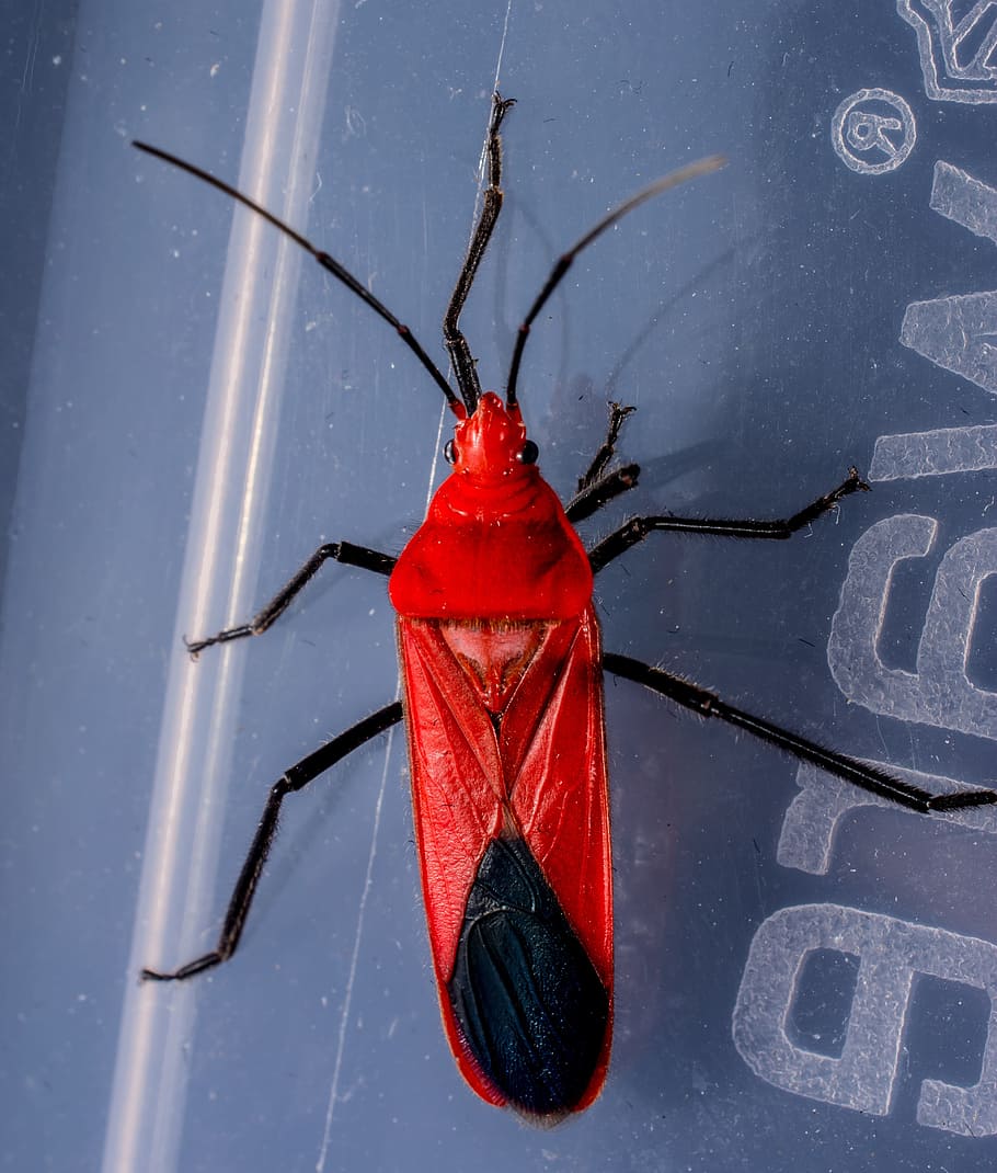 Red Beetle, Insect, Macro, no people, close-up, water, hanging HD wallpaper