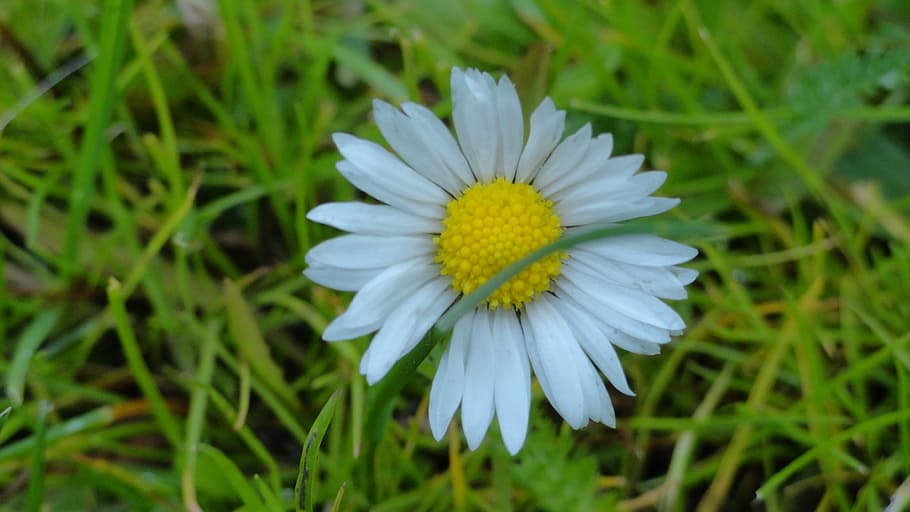 flower, daisy, spring, small flowers, nature, meadow, plants HD wallpaper