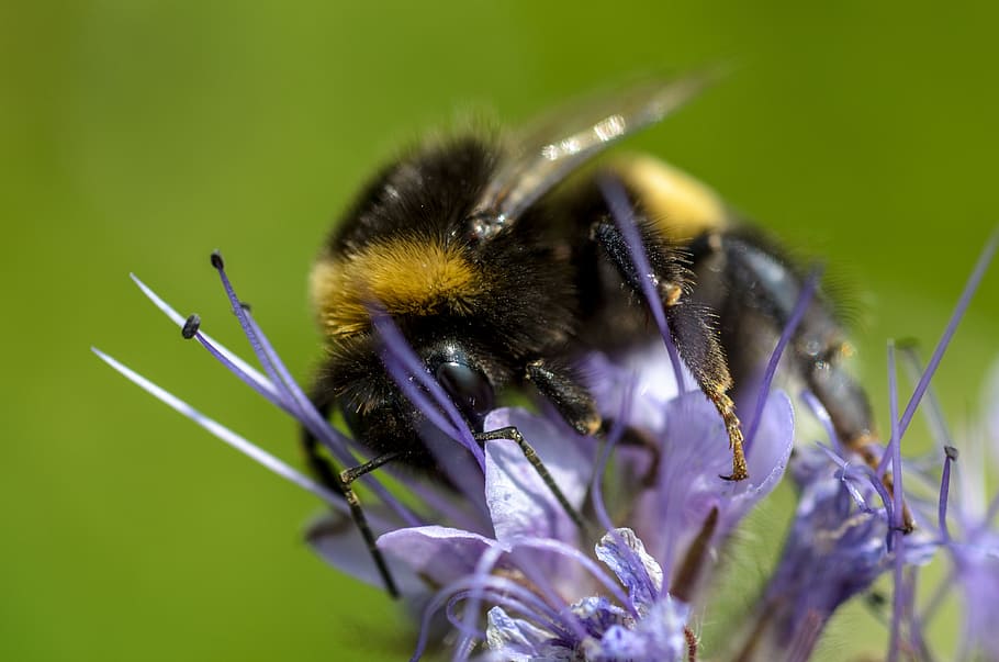 bumblebee, macro, insect, nature, flower, yellow, pollen, animal HD wallpaper