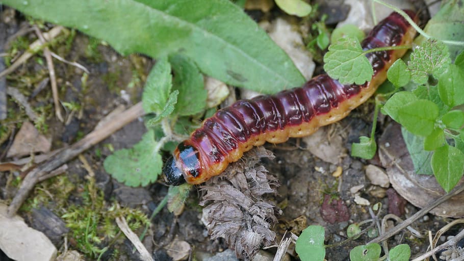caterpillar, transformation, insect, animal, animal themes HD wallpaper