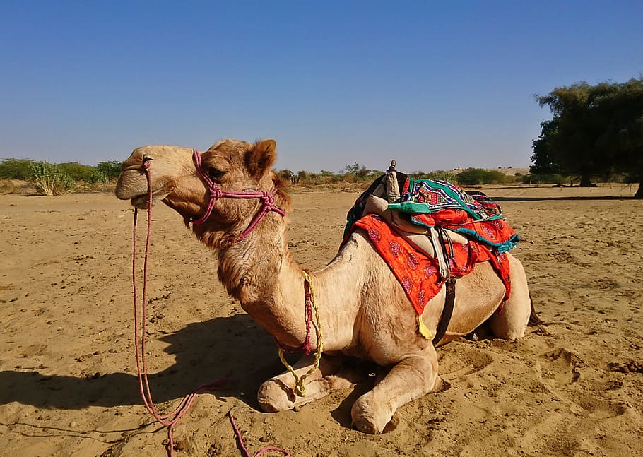 camel, dromedary, desert, sand, caravan, animal, nomad, summer HD wallpaper