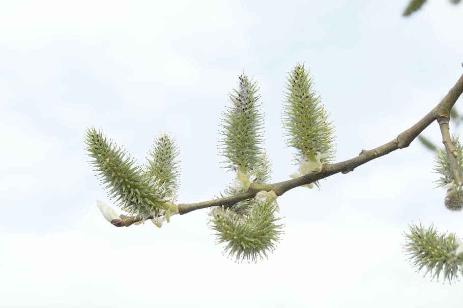 tree, sprout, knock out, april, shoots, bud, spring, lenz, renewal HD wallpaper