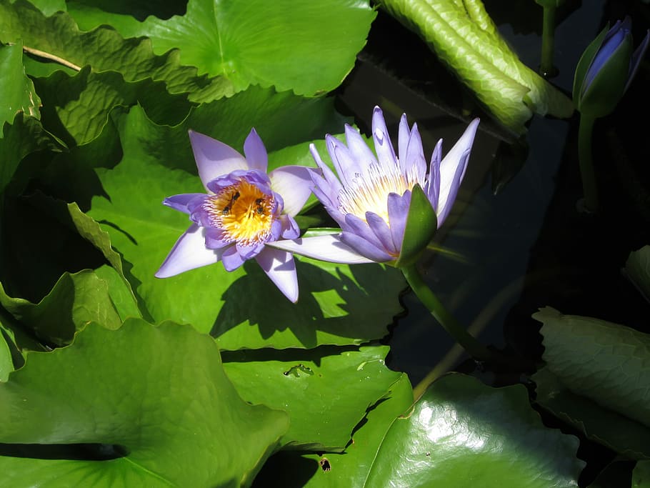 Shadow, Flower, Color, Pond, Water, Lily, fragility, leaf, freshness HD wallpaper