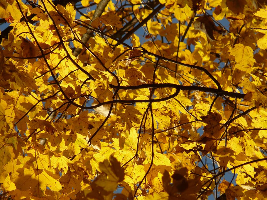 Mountain Maple, Acer Pseudoplatanus, deciduous tree, golden autumn HD wallpaper
