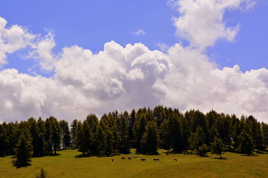 prato, sky, pasture, forest, clouds, cows, bovino, alp, animals, HD wallpaper