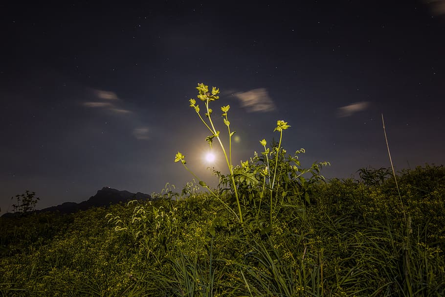 night, nature, grasses, moonlight, lighting, clouds veil, sky HD wallpaper