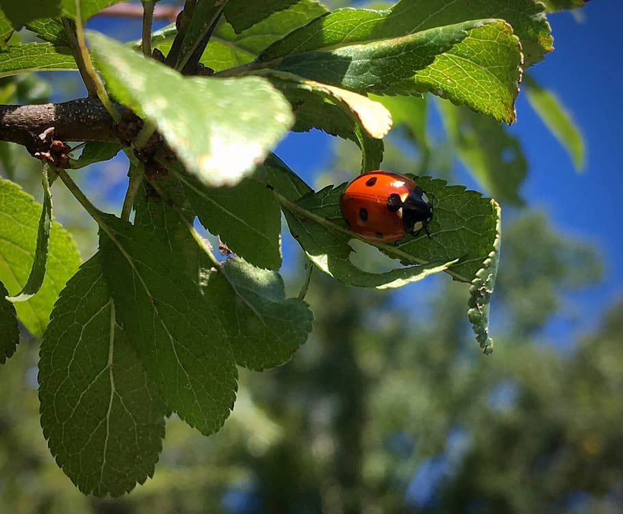 ladybug, beetle, summer, insect, points, lucky charm, plant part HD wallpaper