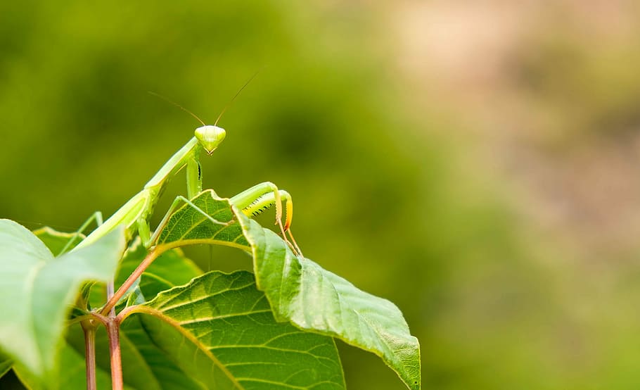 Praying Mantis in Oregon, selective focus photography of green praying mantis perching on green leafed plant at daytime HD wallpaper