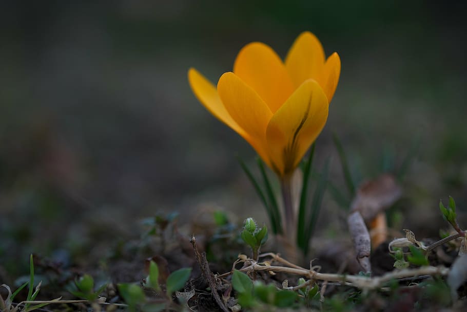 flower, garden, yellow, crocus, spring, plant, flora, nature HD wallpaper
