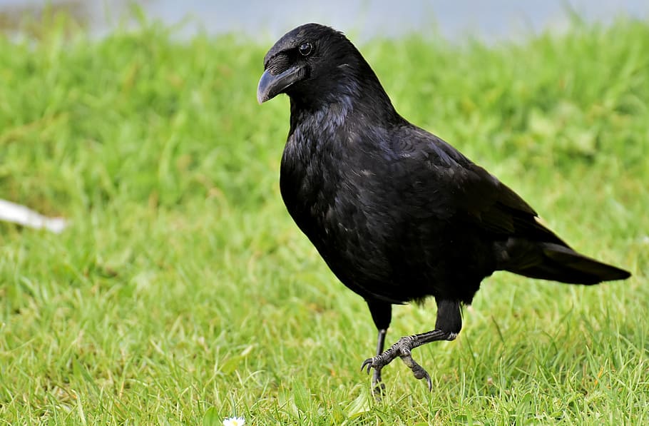 crow standing on grass field, raven bird, black, nature, bill