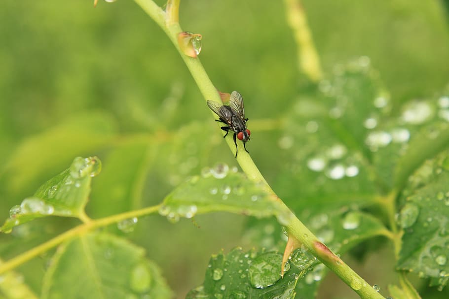 drops, fly, rain, raindrops, rose, stalk, stem, water, insects HD wallpaper