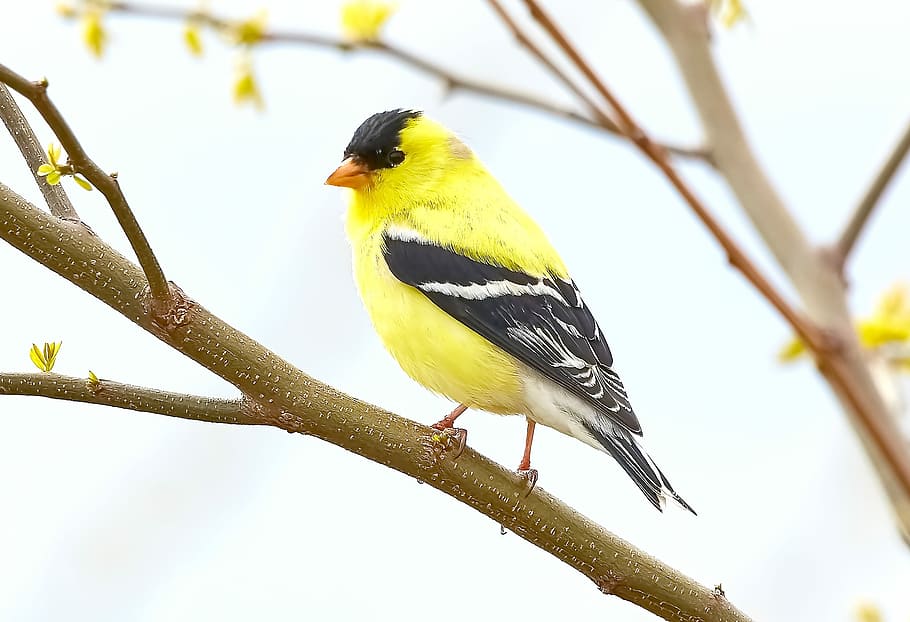 yellow Cardinal bird, yellow and black bird on tree branch, nature HD wallpaper