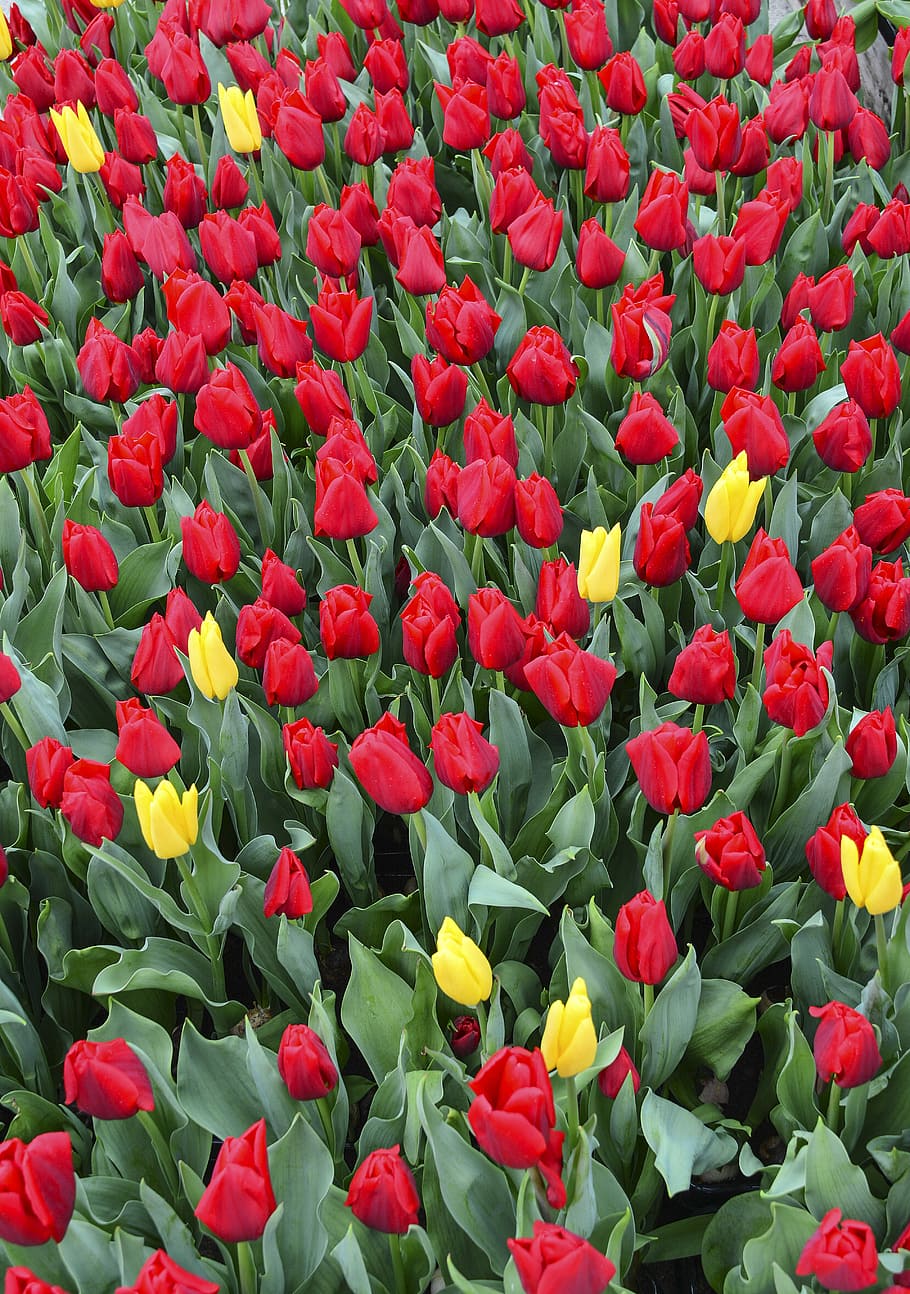 red and yellow tulips under sunny sky, shallow focus of red flowers HD wallpaper