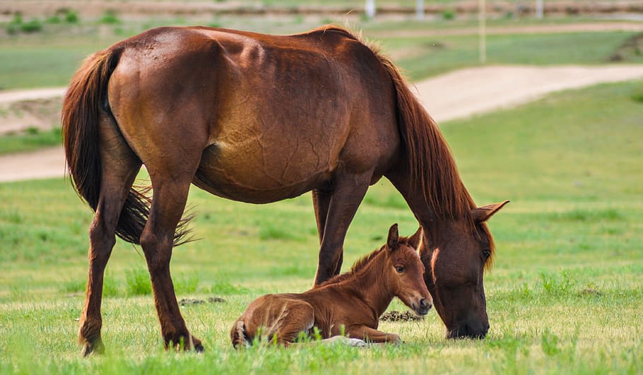 brown pony lying on grass beside brown horse, Mare, Foal, Nature