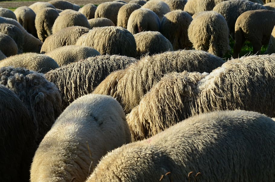 HD wallpaper: headless, sheep, quantitative, wool, without head, domestic  sheep | Wallpaper Flare