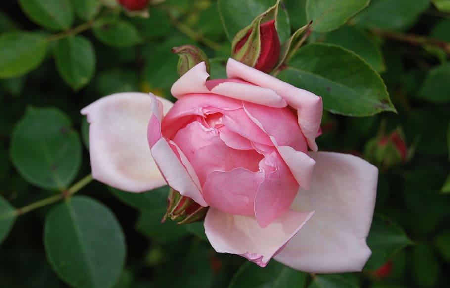 rose, flower, bloom, pink, petals, plant, beautiful, pink color HD wallpaper