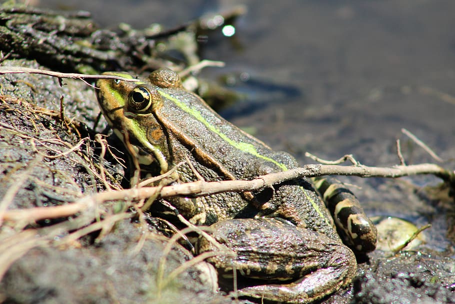 frog, pond, nature, animal, animal wildlife, animals in the wild HD wallpaper