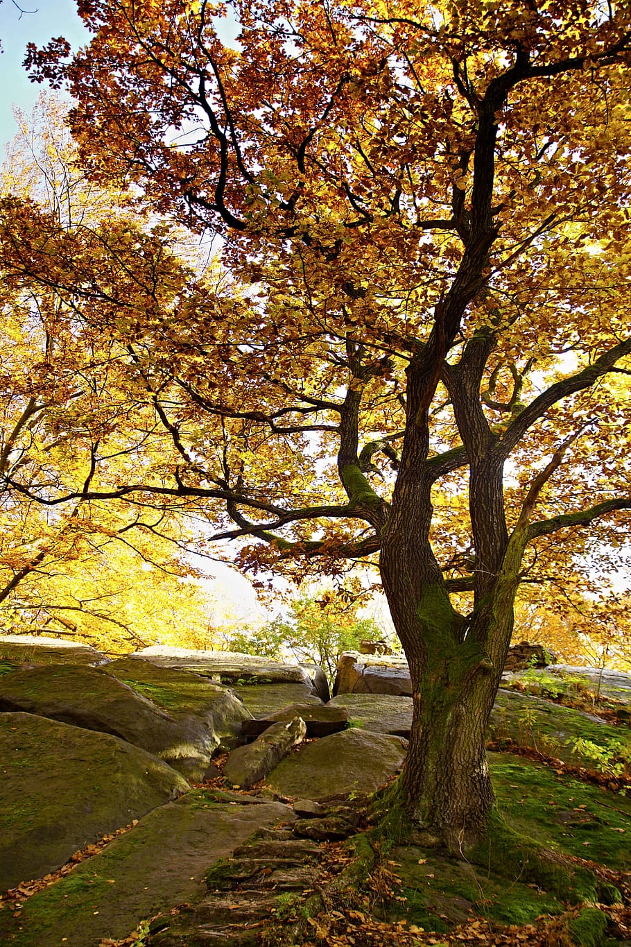 Tree, Light, Beech, Rock, Nature, autumn, forest, colors, yellow HD wallpaper