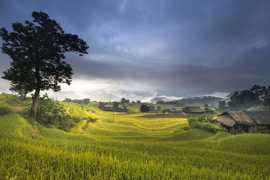 landscape photo of a raining sky, vietnam, terraces, rice, silk