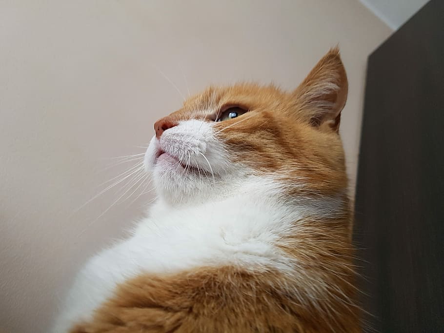 Cat, Downy, rudy, domestic cat, pets, one animal, domestic animals HD wallpaper