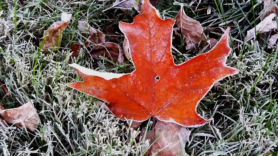 nature, maple leaf, frosted, grass, plant, close-up, no people HD wallpaper