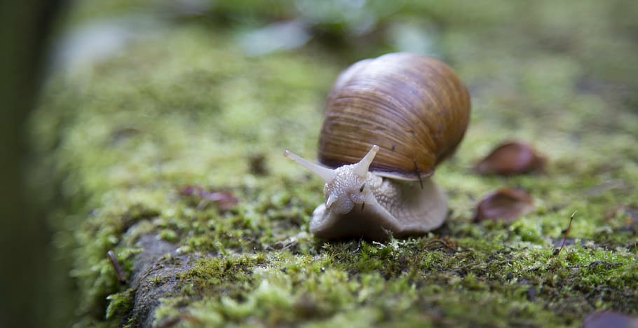 brown snail on moss, shell, slug, slow, one animal, animal themes HD wallpaper