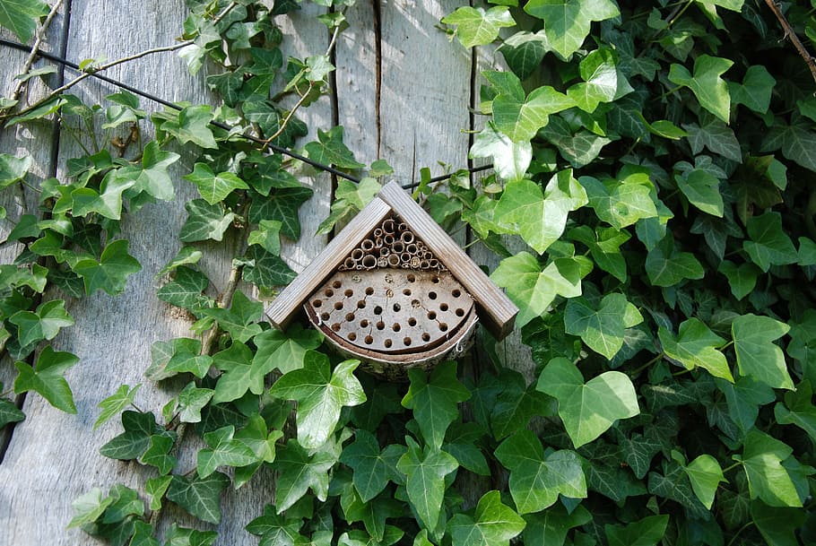 tree, park, garden, ul, cottage, bees, wood - Material, nature HD wallpaper