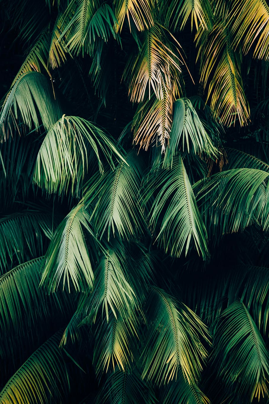 green leafed trees, green palm tree in bloom, greenery, plam leaf HD wallpaper