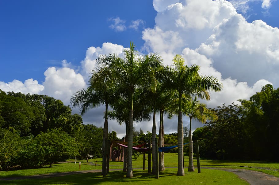 sky, caribbean, sun, landscape, nature, trees, palms, clouds HD wallpaper