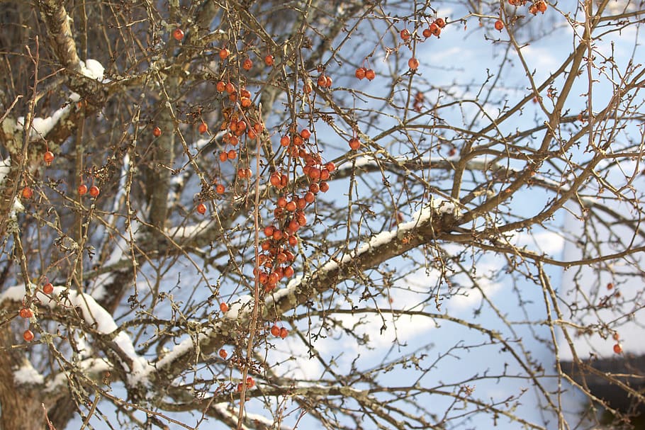 tree, apple, fruit tree, garden, snow, winter, branch, plant HD wallpaper