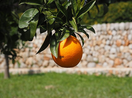 orange, fruit, orange tree, citrus fruit, periwinkle, diamond green HD wallpaper