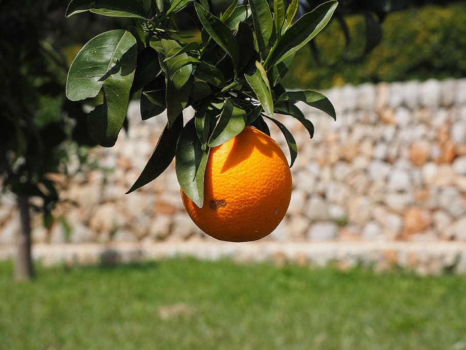 orange, fruit, orange tree, citrus fruit, periwinkle, diamond green HD wallpaper