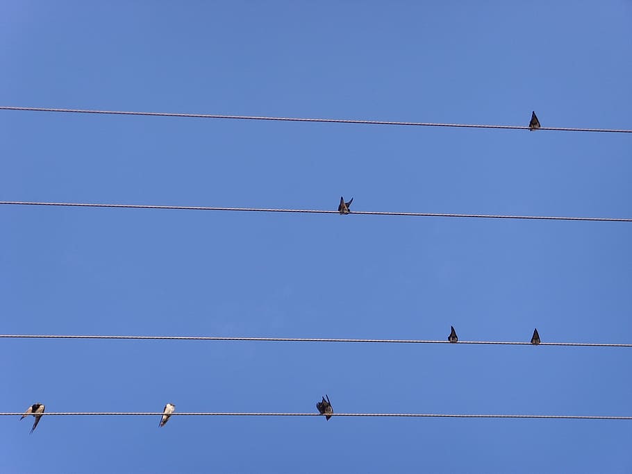 sky, stave, device, birds, swallow, cable, electricity, vertebrate, HD wallpaper