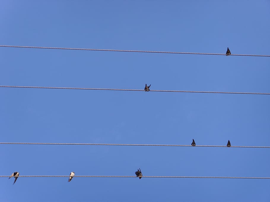 sky, stave, device, birds, swallow, cable, electricity, vertebrate HD wallpaper