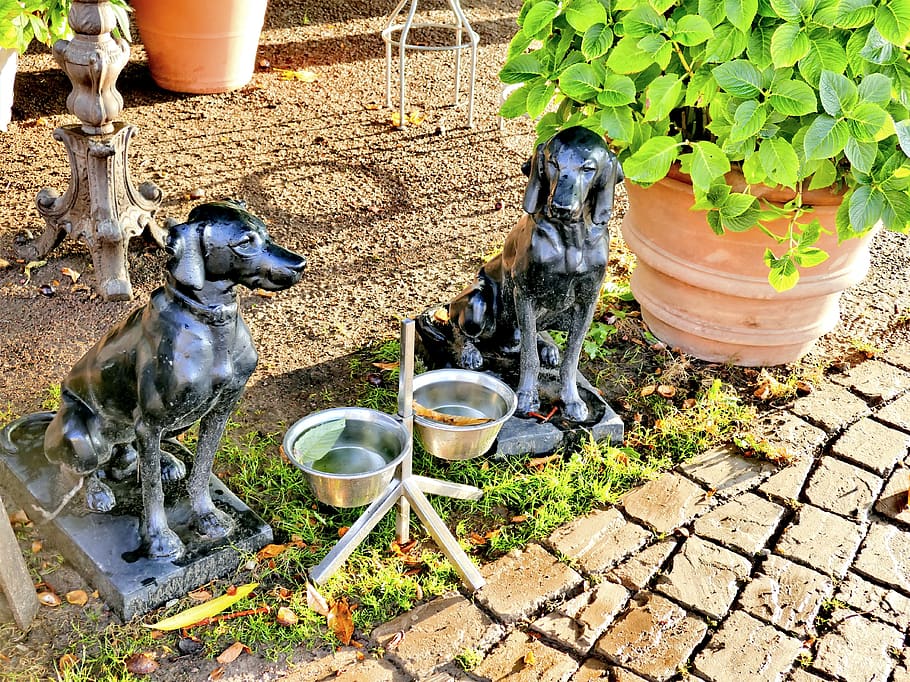 Dog bar shop water fountain