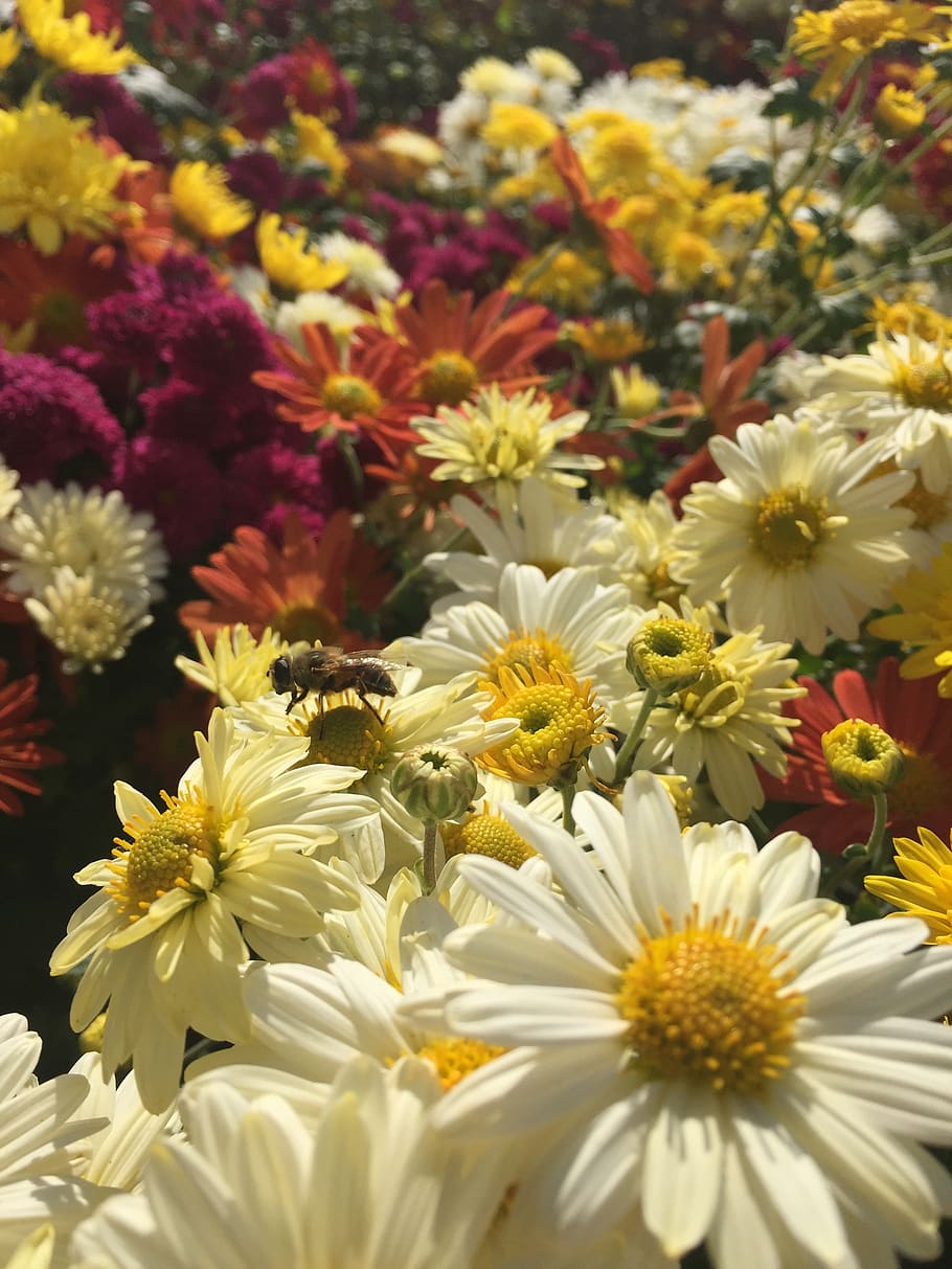 flowers, bee, plants, flowering plant, freshness, fragility HD wallpaper