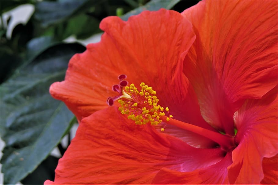 flower, red, bloom, close up, garden, flowering plant, fragility HD wallpaper