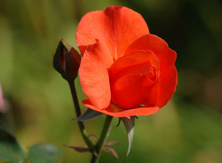 rose, red, bud, romantic, beautiful, petals, nature, plant HD wallpaper