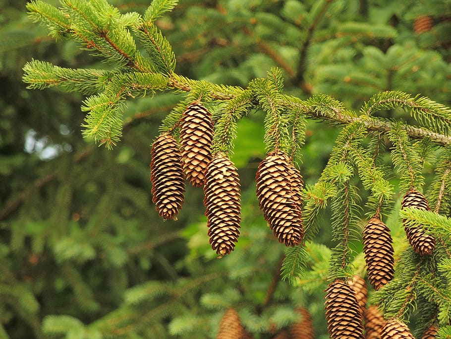 cone, tree, needles, conifer, forest, flower, slovakia, the grove HD wallpaper