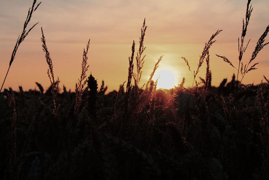 sunset, nature, wheat field, evening sky, romance, weather mood HD wallpaper