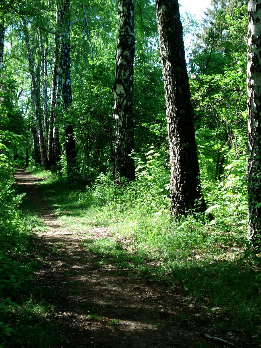 landscape, nature, footpath, walkway, forest path, park, green HD wallpaper