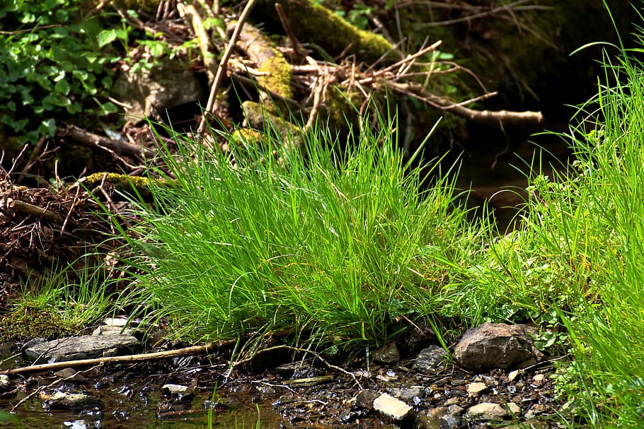 Grass, Nature, Wilderness, Bach, River, grasses, frisch, green HD wallpaper