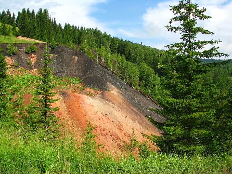 forest, nature, landscape, trees, summer, living nature, russia HD wallpaper